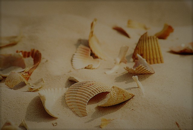 broken-seashells (1)